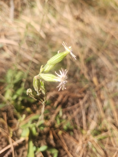 Silene scouleri, photograph 6