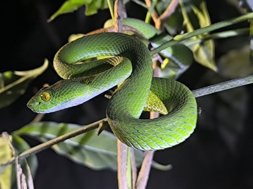 Phitsanulok Pitviper