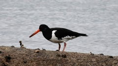 Haematopus ostralegus