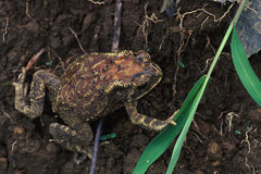 Duttaphrynus melanostictus