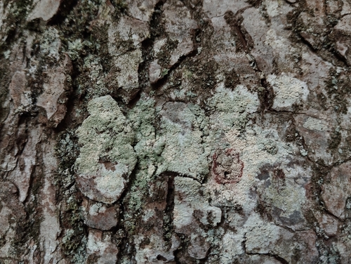 Loxospora elatina, 2025-10-18
