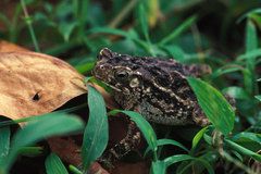 Ingerophrynus biporcatus
