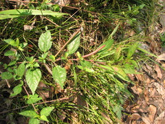 Corchorus siliquosus