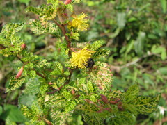 Corchorus siliquosus