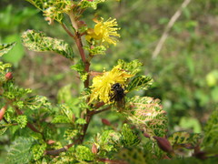 Corchorus siliquosus