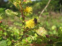 Corchorus siliquosus