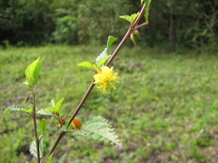 Corchorus siliquosus