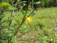 Corchorus siliquosus