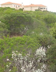 Helichrysum lancifolium
