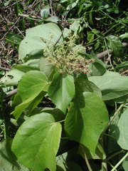 Heliocarpus americanus