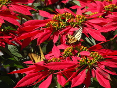 Papilio multicaudata