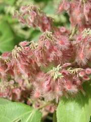 Heliocarpus americanus