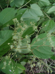 Heliocarpus americanus