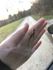 Ephialtes manifestator