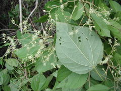 Heliocarpus americanus