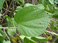Heliocarpus americanus