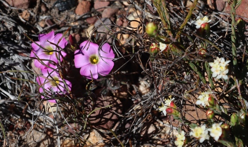 Differleaf Sorrel (Oxalis heterophylla)