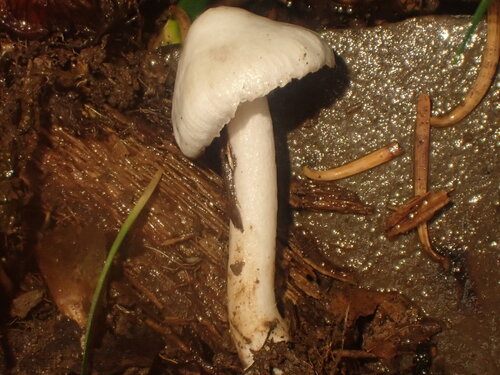 Inocybe geophylla — (c) John Lyden, some rights reserved (CC BY)