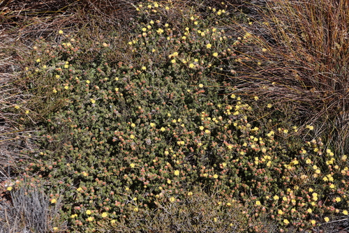 Bokkeveld Conebush (Leucadendron nitidum)