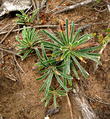 Ficinia truncata