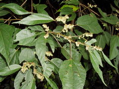 Heliocarpus mexicanus