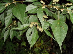 Heliocarpus mexicanus