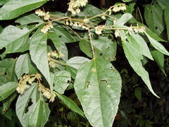 Heliocarpus mexicanus
