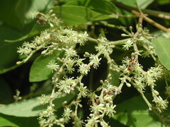 Heliocarpus americanus