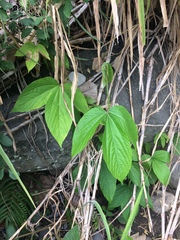 Flemingia macrophylla