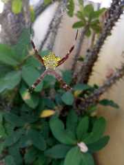 Argiope