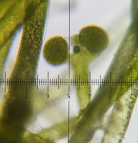 Vaucheria canalicularis, 2025-10-11