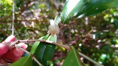 Coffeeae