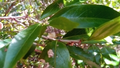 Coffeeae