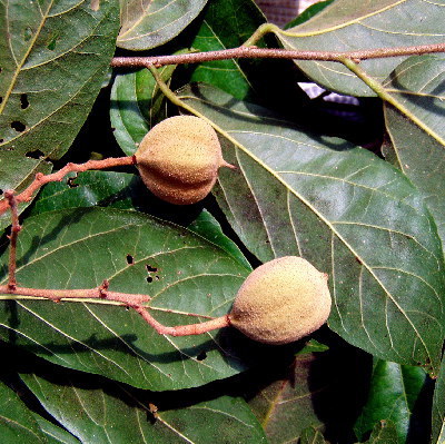 Mortoniodendron vestitum
