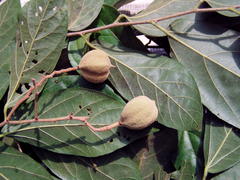 Mortoniodendron vestitum