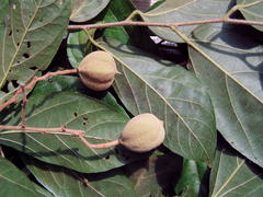 Mortoniodendron vestitum