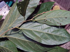 Mortoniodendron vestitum