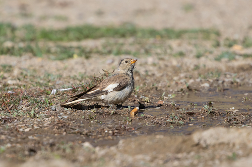 Black-winged Snowfinch (Montifringilla adamsi), photo 7