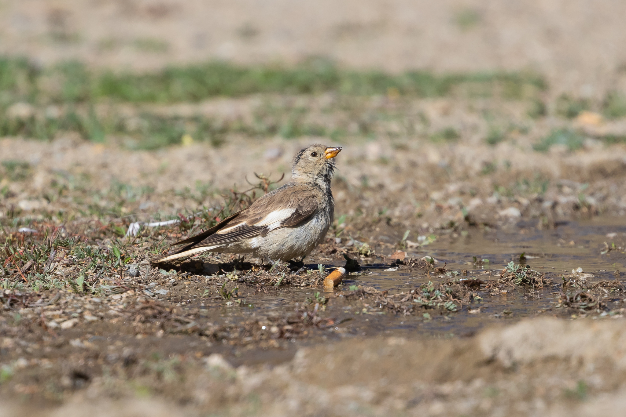 Black-winged Snowfinch (Montifringilla adamsi), photo 7