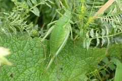 Polysarcus denticauda