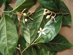 Mortoniodendron vestitum