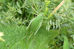 Polysarcus denticauda