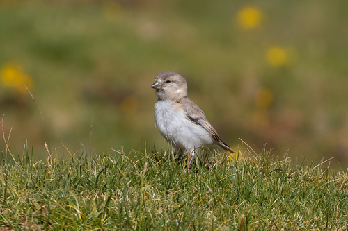 Blanford's Snowfinch (Pyrgilauda blanfordi), photo 7