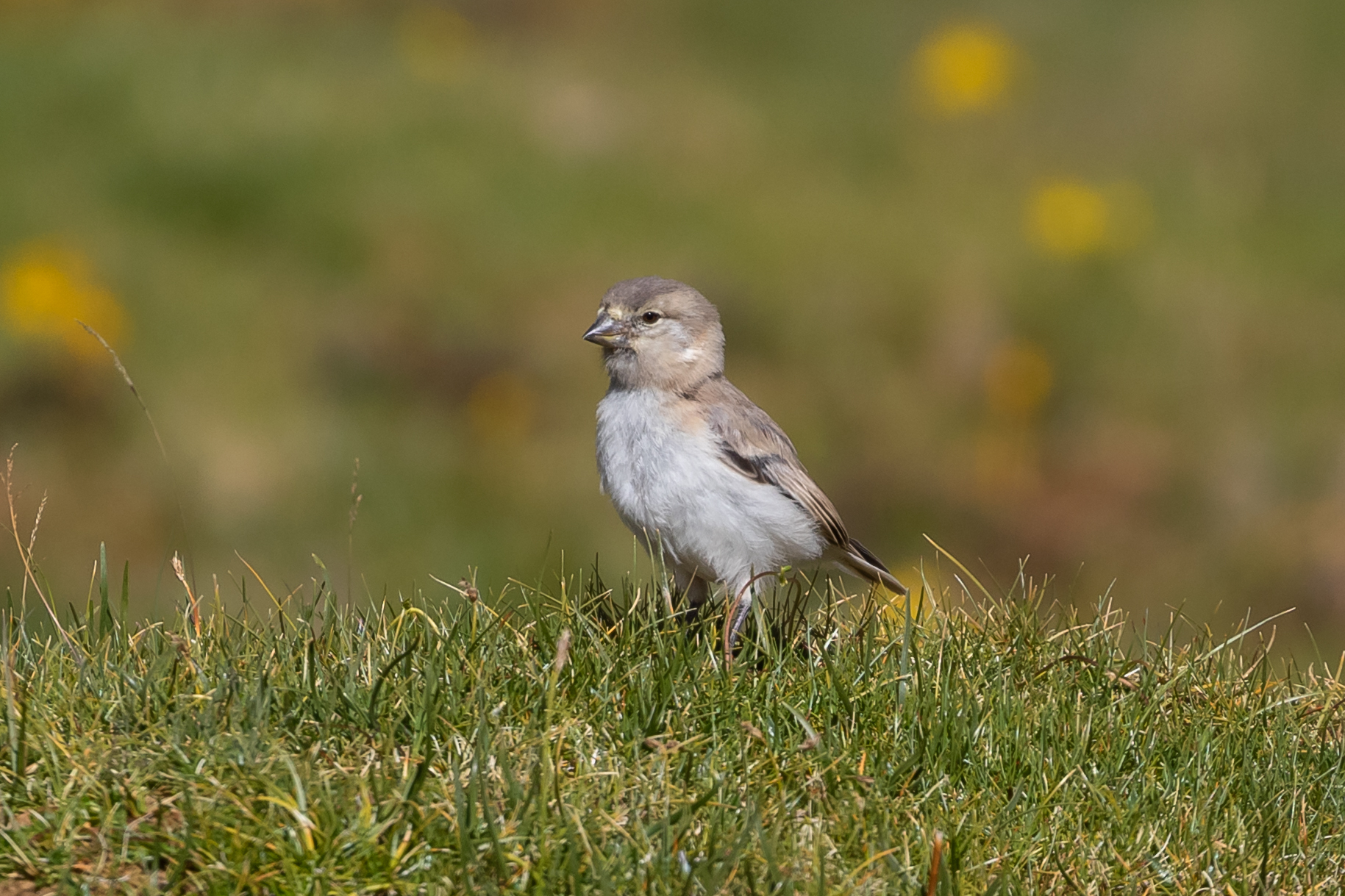 Blanford's Snowfinch (Pyrgilauda blanfordi), photo 6