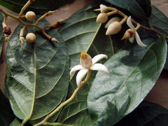 Mortoniodendron vestitum
