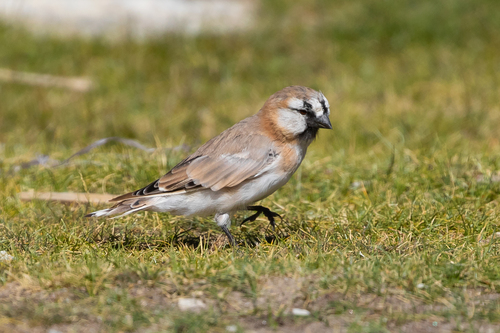 Blanford's Snowfinch (Pyrgilauda blanfordi), photo 8