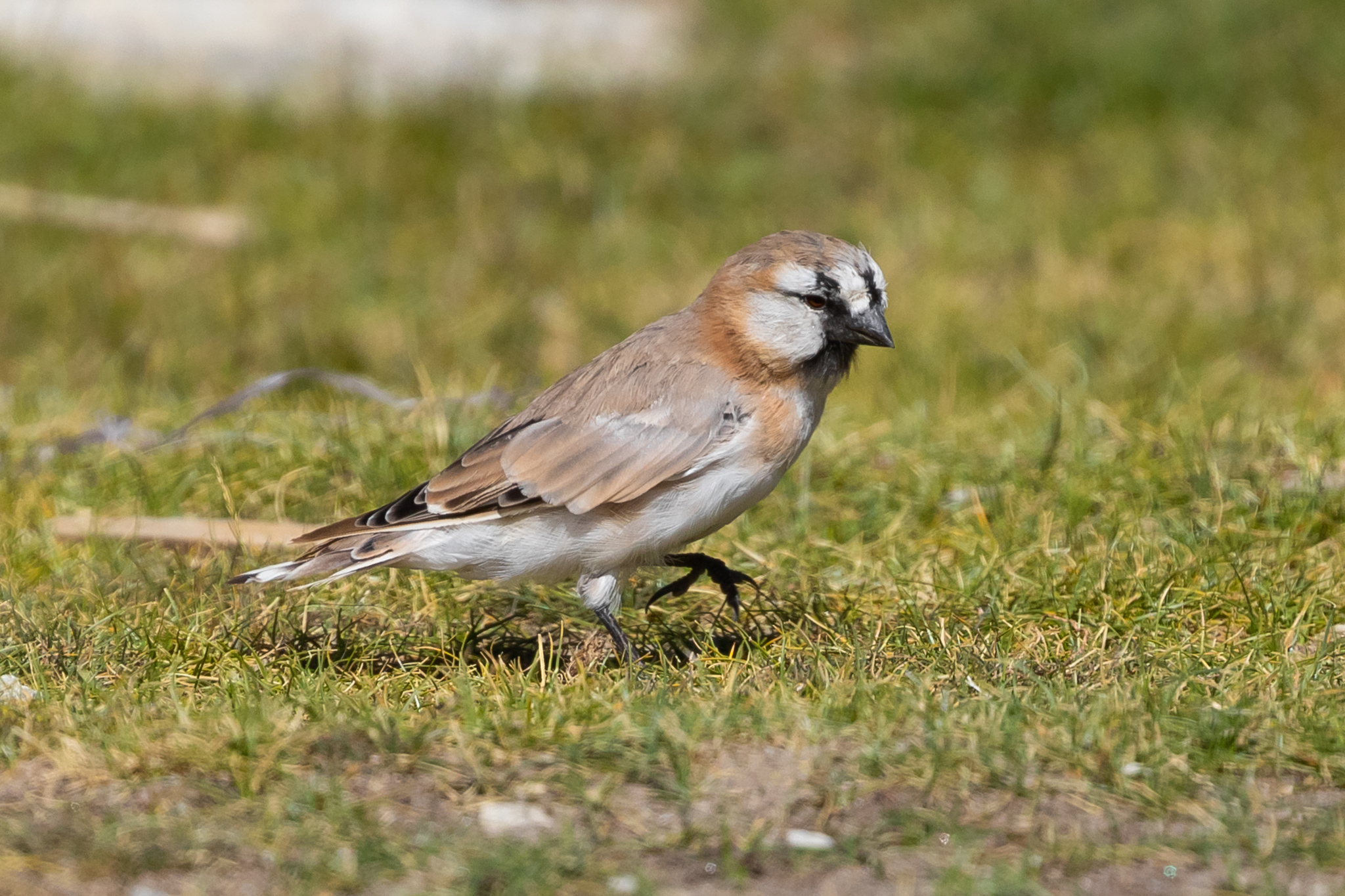 Blanford's Snowfinch (Pyrgilauda blanfordi), photo 2