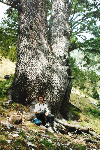 Pinus heldreichii, photograph 5