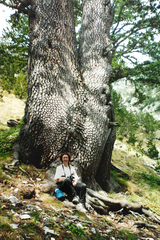 Pinus heldreichii, photograph (c) Kristof Zyskowski, some rights reserved (CC BY)