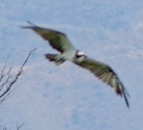 Avistamiento Águila pescadora (Marismas Tinto-Odiel)